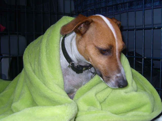 Zak, warming up after a chilly walk in Winter, in mid-France.