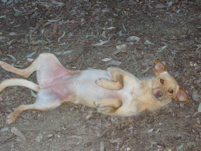 Sandy, rolling in the leaves, in Andalucia.