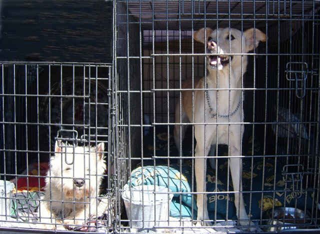 Flea and Tilly en route to their new home in Spain.