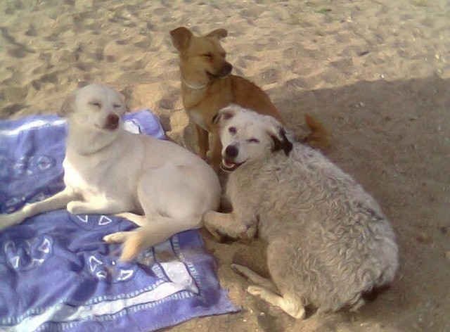 Juli & his pals, Rubi and Beji, enjoy a relaxing day on the beach!