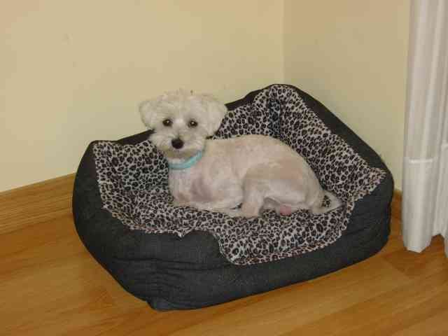 Louie in a French hotel, on his way from Benidorm to S.Wales.