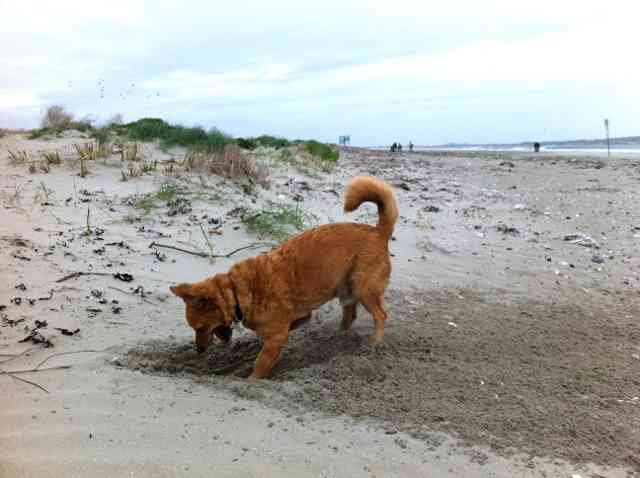 Juli digging again - this time on Bull Island, Dublin.