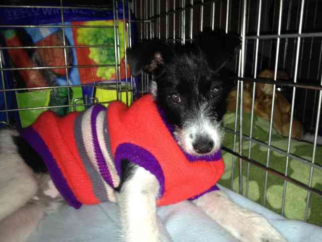 Tiny Tim, a lucky little rescued pup from Andalucia, on his way to his new home in London.