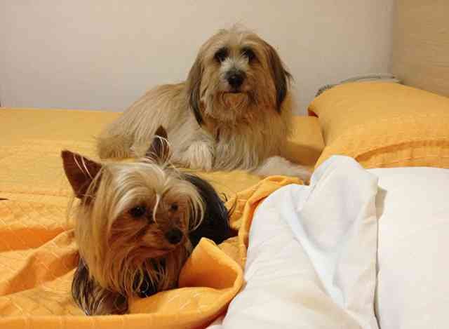 Youri & Baikal getting ready for bed, in the Spanish hotel, on their journey from Estepona, Spain to Gordes in Provence, France.