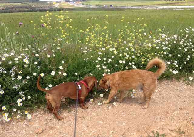 Cthulhu and Juli sniffing the 'aromas of Spain', during a walk on Cthulhu's journey back home to Seville, from London.