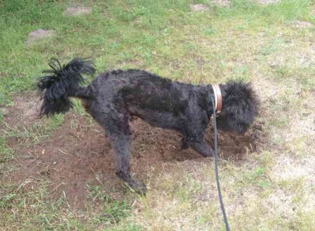 Chancho, frantically digging his way to Australia, I think! On his journey from Seville, Spain to Worcester, UK.