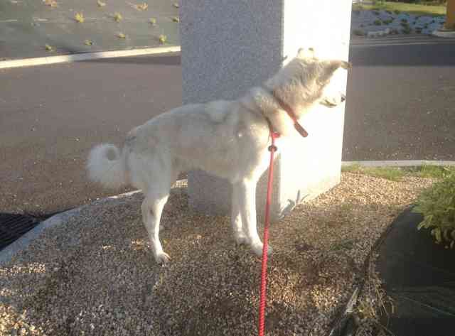 Paco, on an early morning walk in France, on his way, from Fuengirola in S.Spain to Edenbridge, UK, to his start his new life with his new 'dad'.