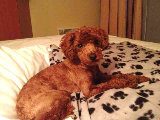 Matteo enjoying a 'lie-in' in the hotel in France, on his way fom London for his Summer hols in Marbella, Spain.