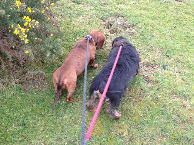 Millie & Monty enjoying the French smells .. on their journey from Worcestershire, UK to Marbella, S.Spain.