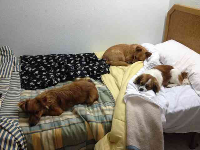 'Any room for me in there?' Juli and lucky little rescues, Lobito and Risa, in the Spanish hotel room, on their way from S.Spain to their new 'forever homes' in England.