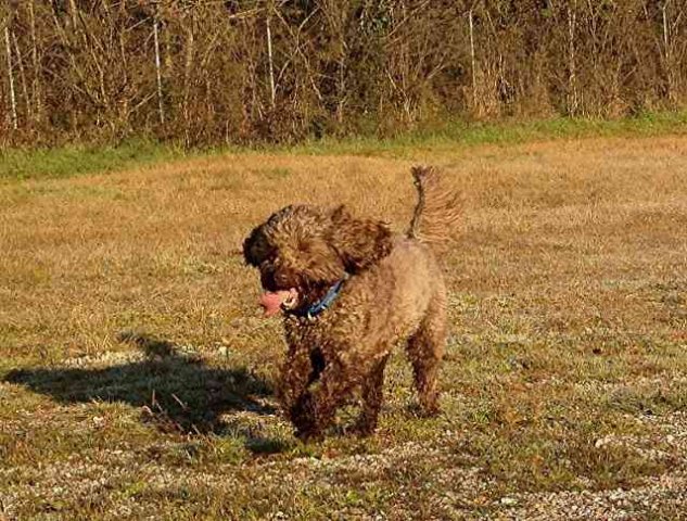 Kizzie enjoying an early morning run, on her way from Divonne, nr Geneva to Calahonda, S.Spain, for her winter hols.