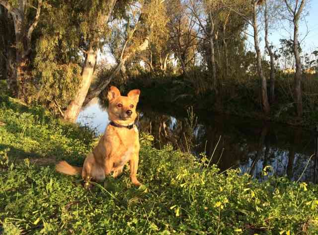 Juli 'posing' beside the Fuengirola River, in southern Spain.