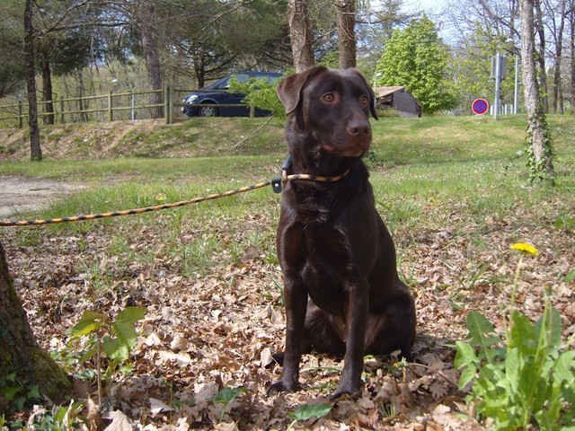 Trinny having a rest in France, on her way to her new home in Galicia, in northern Spain.