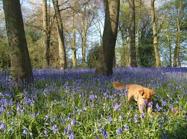 Juli in The Bluebell Wood, near Great Missenden in Bucks.