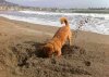 Juli engaging in his favourite pastime! Fuengirola, Spain.