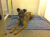 Charli, settling down for the night in the French hotel room, on his journey from Seville to Glasgow.