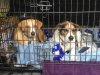 Toffee & Poppy, waiting patiently for us to set off again after our walk, on their journey from Javea in Spain to N.Berwick in Scotland.