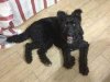 Handsome Bruno in the hotel room in Spain, on his way from Fuengirola, S.Spain to his new home in Wiltshire, UK.