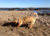 Juli engaged in his favourite pastime - again! This time on the beach at La Cala .. just arrived home after a long journey.