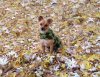 Julio in the autumn leaves - in France.