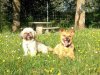 Luk and Julio, enjoying the spring sunshine in S.W.France, on Luk's way from London to Palencia in N.Spain.