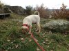 Kira having a good sniff in the French countryside, on her way from Barcelona to London.