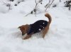 Juli engaged in his favourite pastime .. this time in the snow, just north of Madrid.