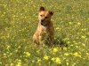 Juli sitting in a field of pretty yellow flowers, during a walk, just south of Madrid.