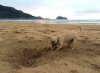 Juli having fun, digging on the beach in Zarautz, N.Spain.