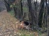 Sasha and Juli enjoying a sniff together in Switzerland, on her journey from Ostuni in S.Italy to Doncaster, UK.