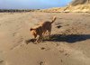 Juli, 'digging again!' this time on the beach at Llandudno in N.Wales.