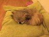 Charlie, fast asleep in the French hotel room, on his way from Steeple Claydon, UK to Casoli in C.Italy.