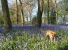 Juli in The Bluebell Wood, near Great Missenden in Bucks.