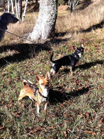 Gismo and Rolo enjoying a walk, on their journey from Marbella to Leeds.