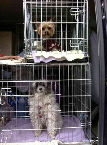 Buffy in the bottom bunk, travelling from Madrid to London, and Bosco in the top bunk, on his way from Madrid to Dublin. 