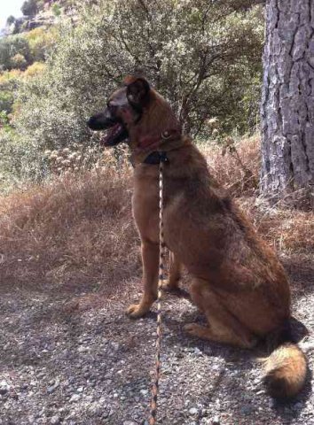 Handsome Charli surveying the countryside, at El Desfiladero de los Despeñaperros', on his way from Glasgow to Córdoba, Spain.