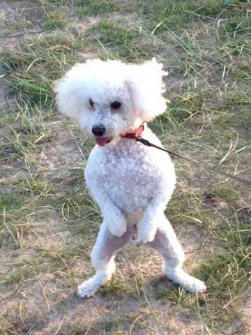 Grey apparently enjoying a 'walk' on the beach at Rosslare, on his way home from S,Spain to Waterford in S. Ireland