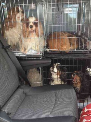 Ten Cavaliers and Juli, in total, travelling from Leigh-on-Sea in Essex to Javea in Alicante.