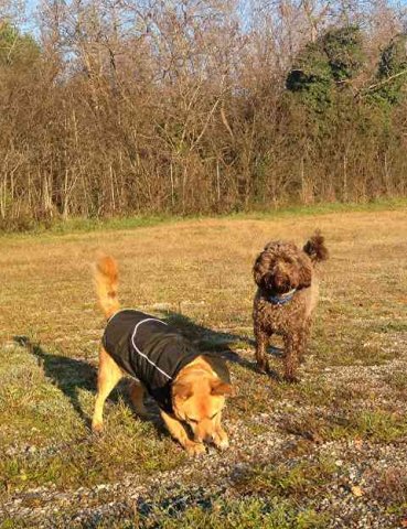 Kiz and Juli playing in the early morning sunshine, outside Barcelona, on her way from Geneva to S.Spain.