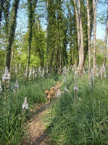 Juli in the Asphodel Wood, in S.W.France.