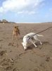 'Wow, this smells good!' Dora, a little rescue dog from Seville in S.Spain, enjoys her first taste of a Cornish beach - with her new-found friend, Julio.