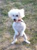 Grey apparently enjoying a 'walk' on the beach at Rosslare, on his way home from S,Spain to Waterford in S. Ireland