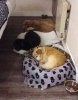 3 in a row! Poquito, Nell & Pooky, all asleep in front of the radiator - on a chilly night - in the French hotel, on their way from Spain to the UK.