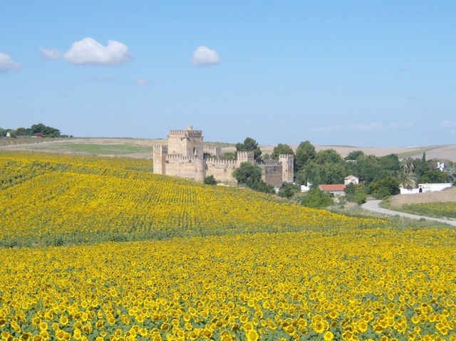 Field of Sunflowers at 'Castillo de Aguzaderas' near Seville in S.Spain.