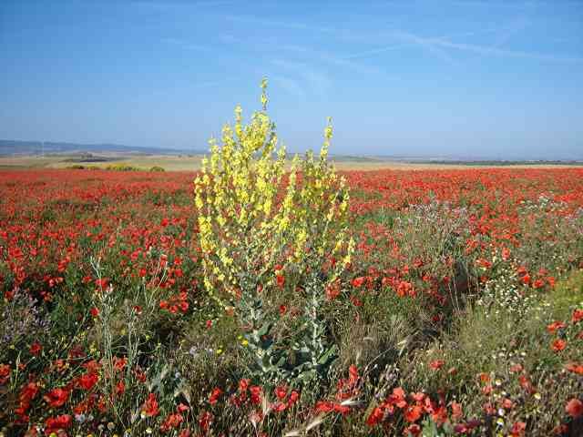 A lovely scene in May, south of Madrid.