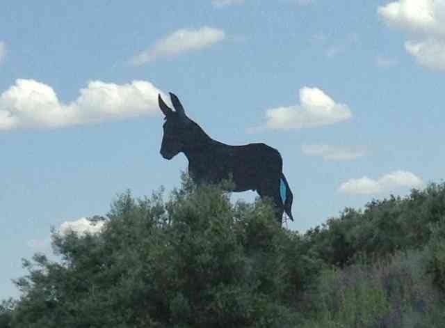 A donkey looks down, in Córdoba, Spain.