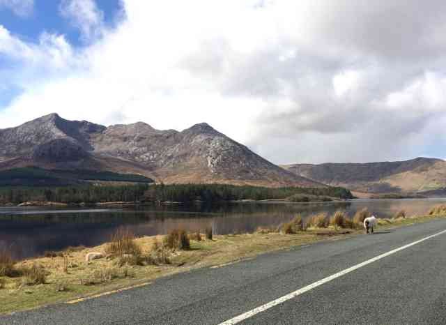 A lonesome sheep out for a stroll, near Connemara in W.Ireland.