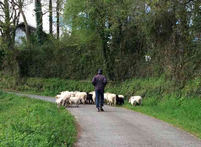 A shepherd and his little flock near Oiartzun in the Basque Country, N.Spain., 