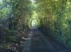 A leafy lane in Bedfordshire.