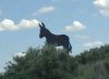 A donkey looks down, in Córdoba, Spain.